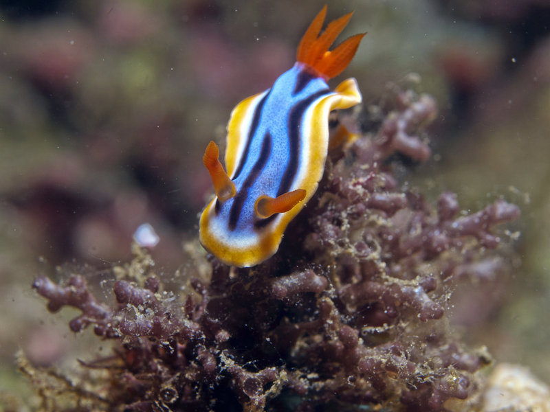 Nudibranch, Dugon Wall